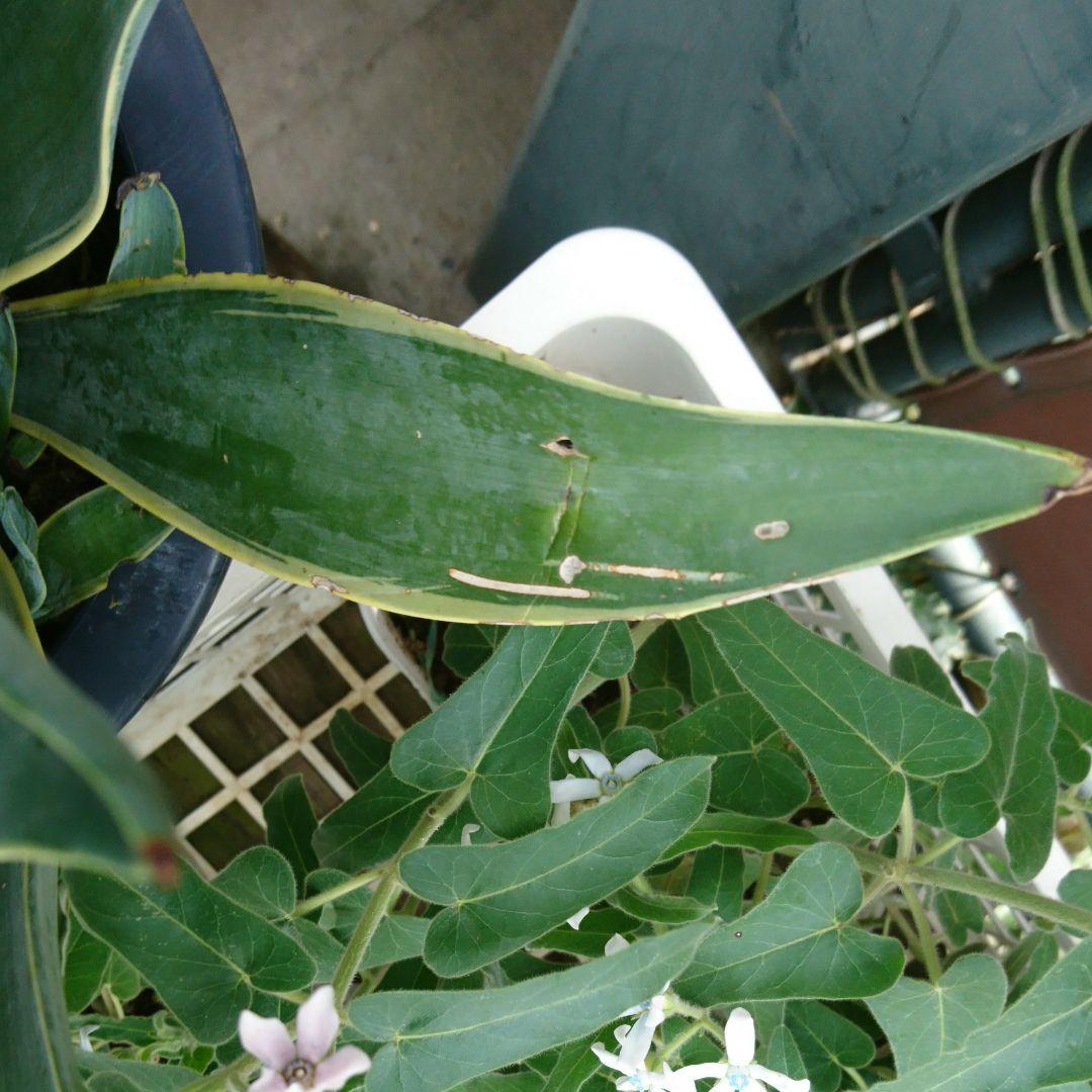 リュウゼツラン☆斑入りアガベ☆入荷です♪