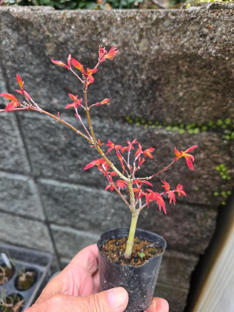 もみじ紅千鳥 希少な小品盆栽素材