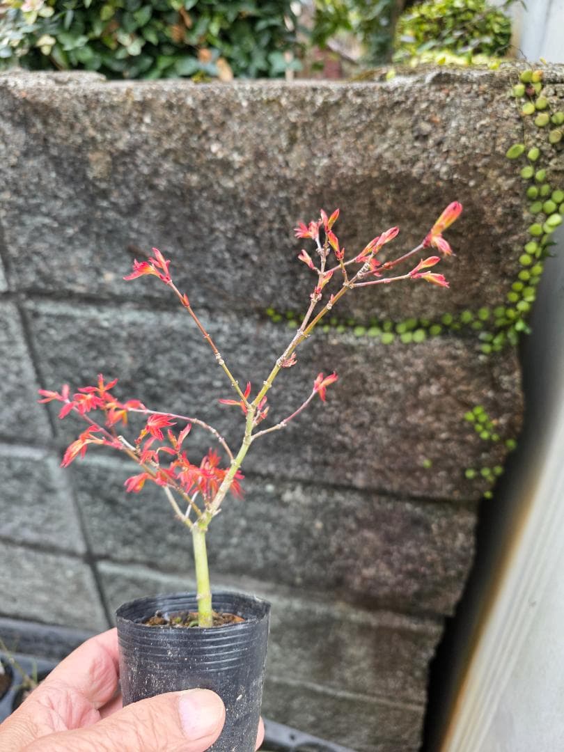 もみじ紅千鳥 希少な小品盆栽素材