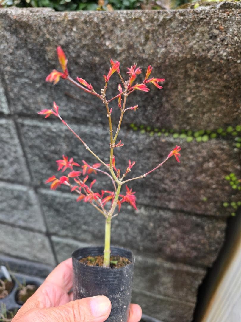 もみじ紅千鳥 希少な小品盆栽素材