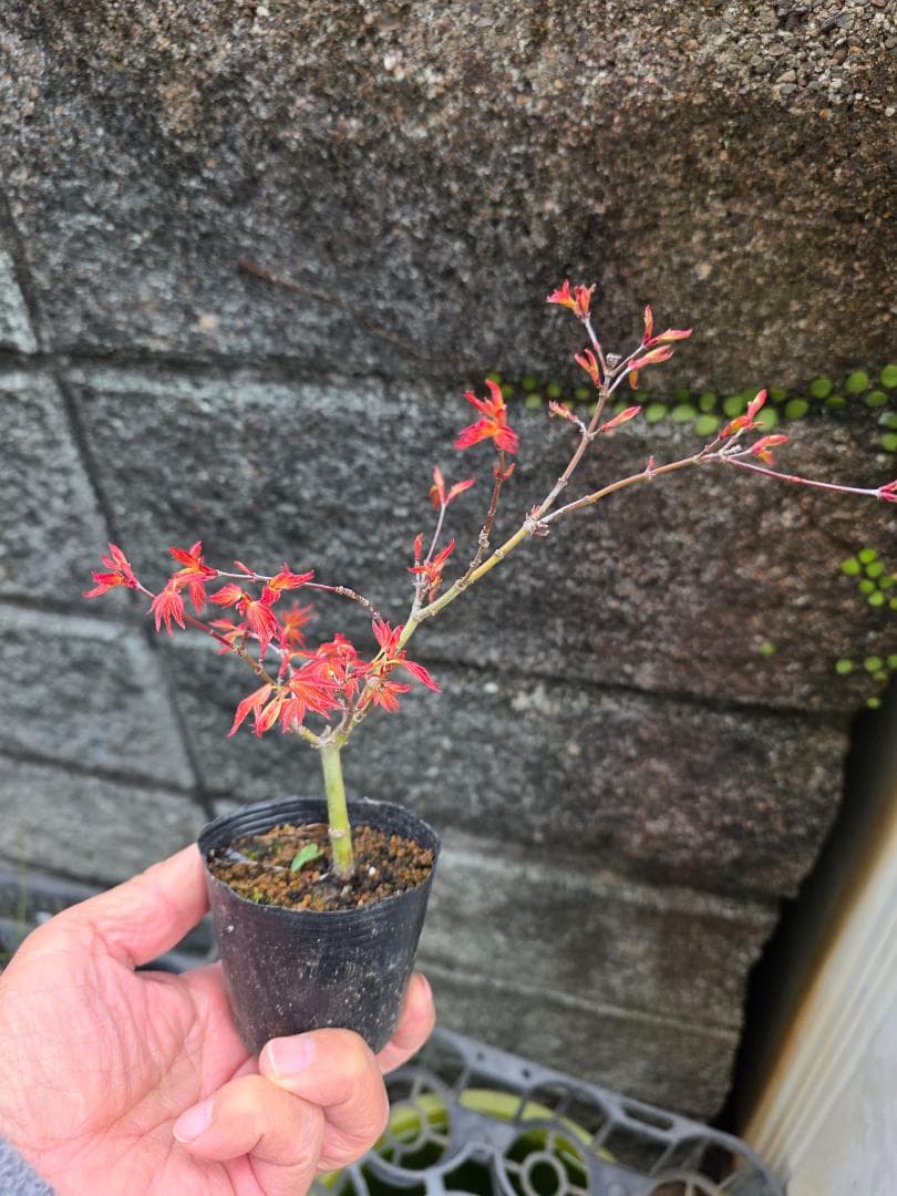 もみじ紅千鳥 希少な小品盆栽素材