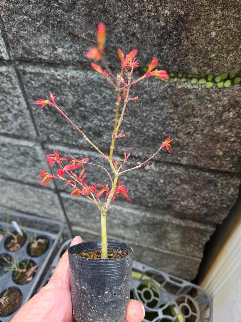 もみじ紅千鳥 希少な小品盆栽素材