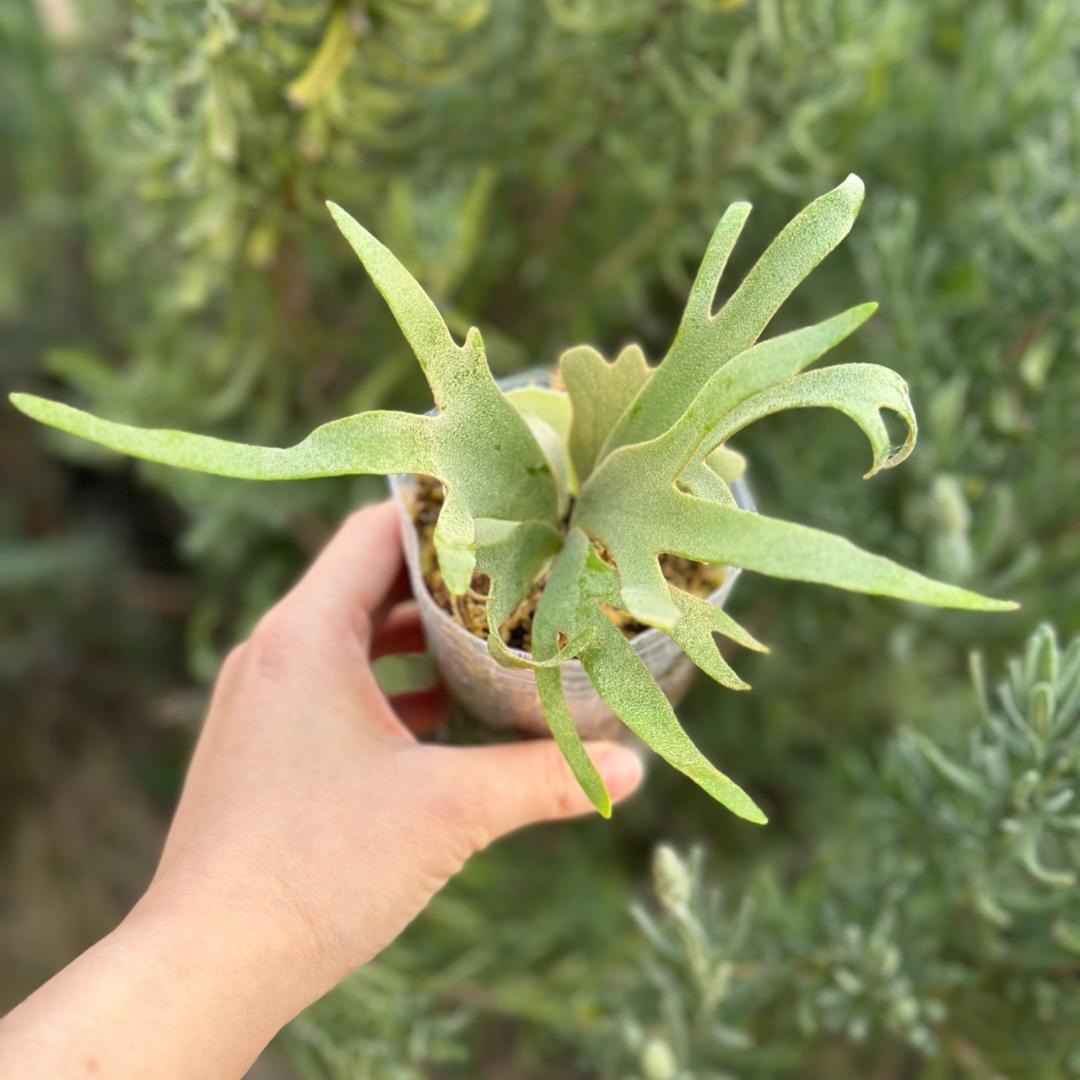 P.willinckii ’Nano’ spore 4302