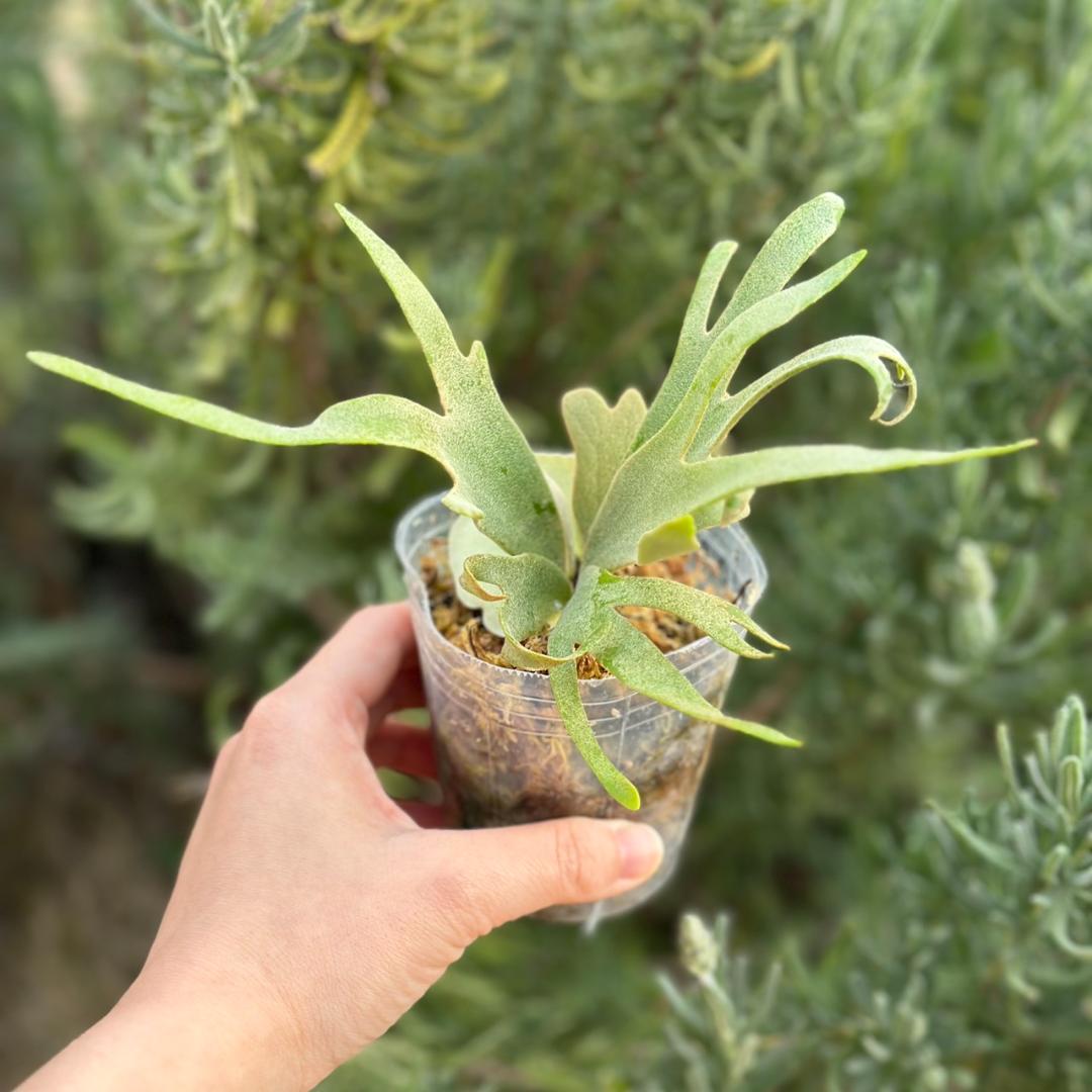 P.willinckii ’Nano’ spore 4302