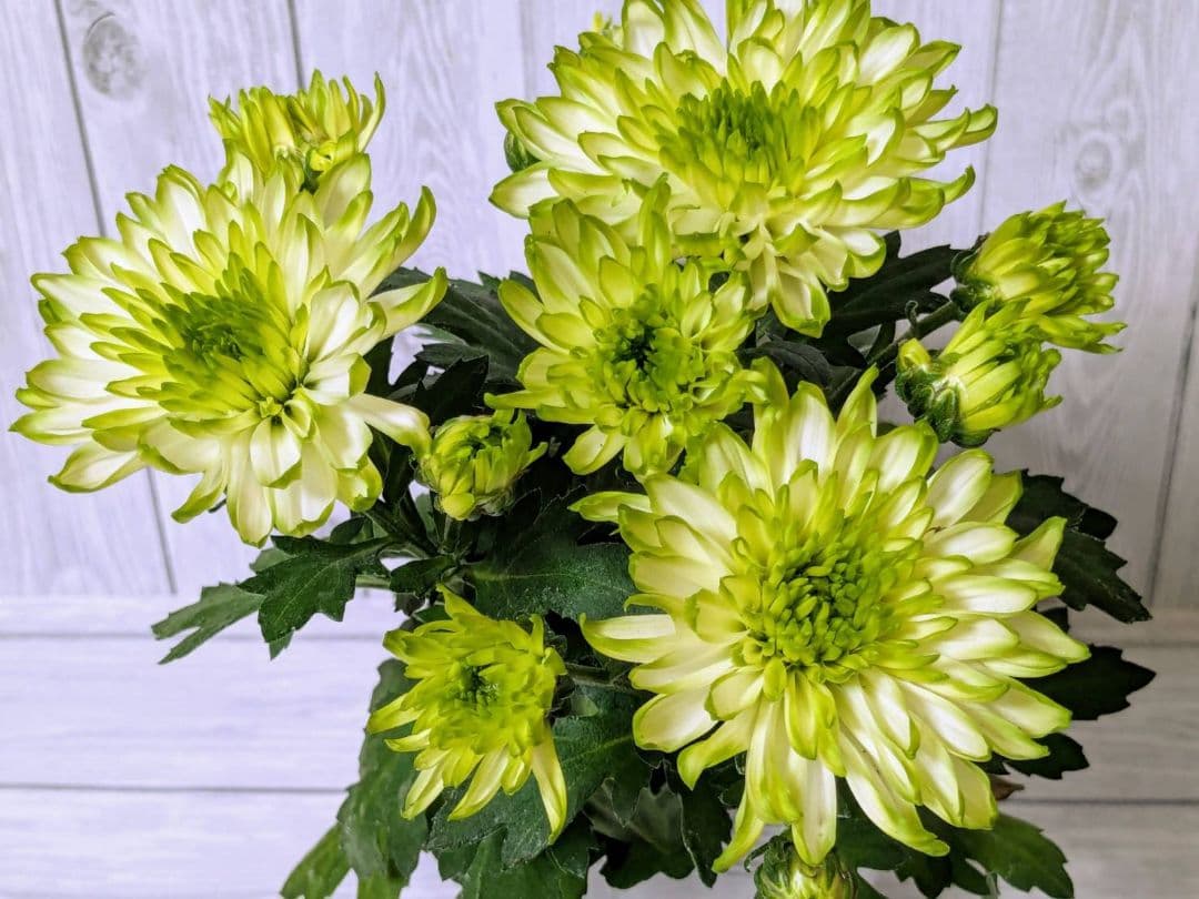 user_ff16de1d！ ☆合計8苗分☆