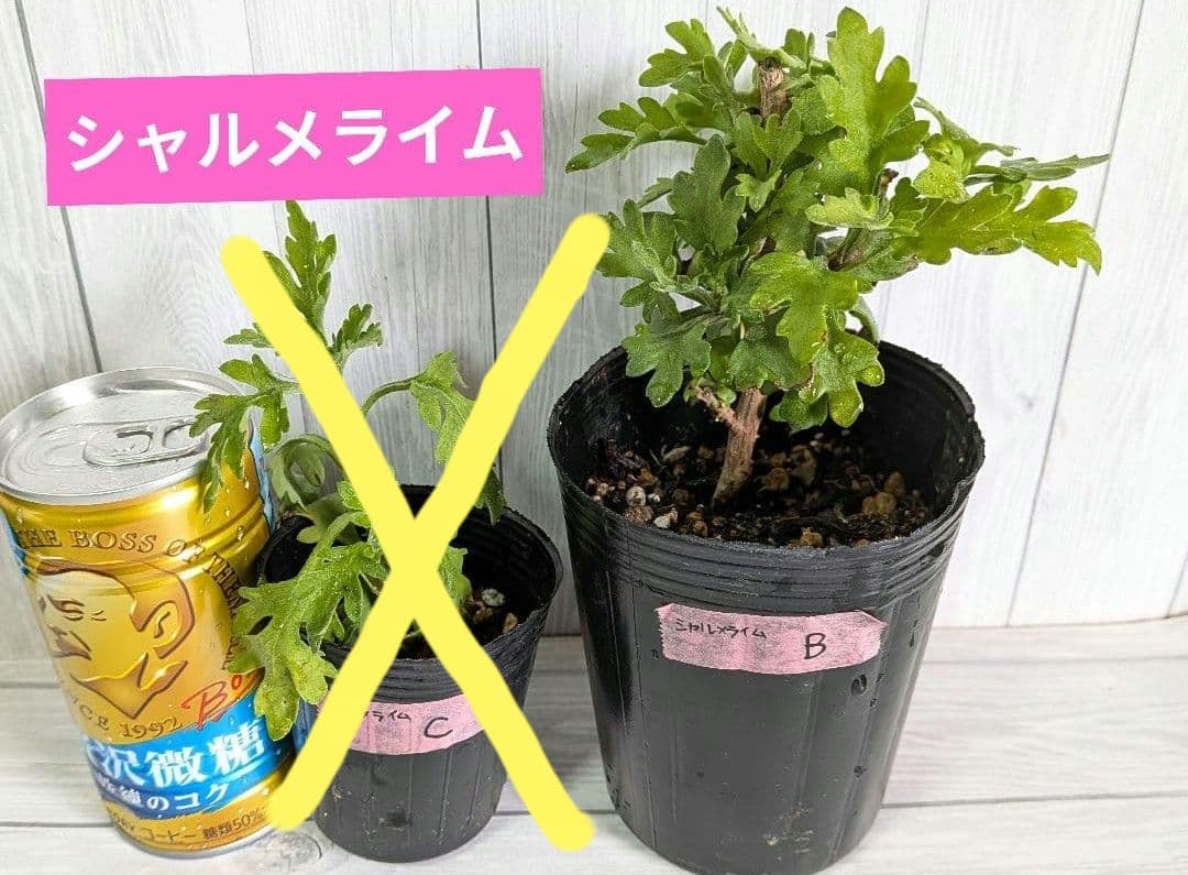 user_ff16de1d！ ☆合計8苗分☆