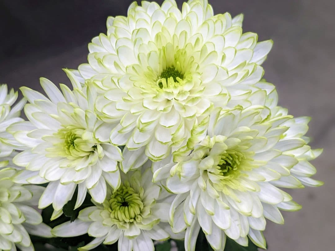 user_ff16de1d！ ☆合計8苗分☆