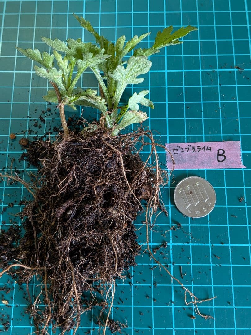 user_ff16de1d！ ☆合計8苗分☆