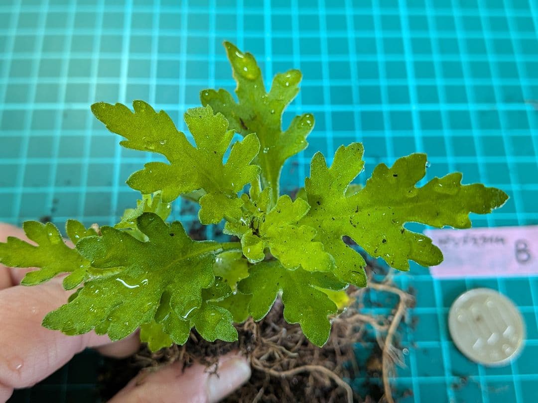 user_ff16de1d！ ☆合計8苗分☆