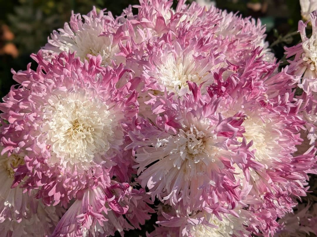 user_ff16de1d！ ☆合計8苗分☆