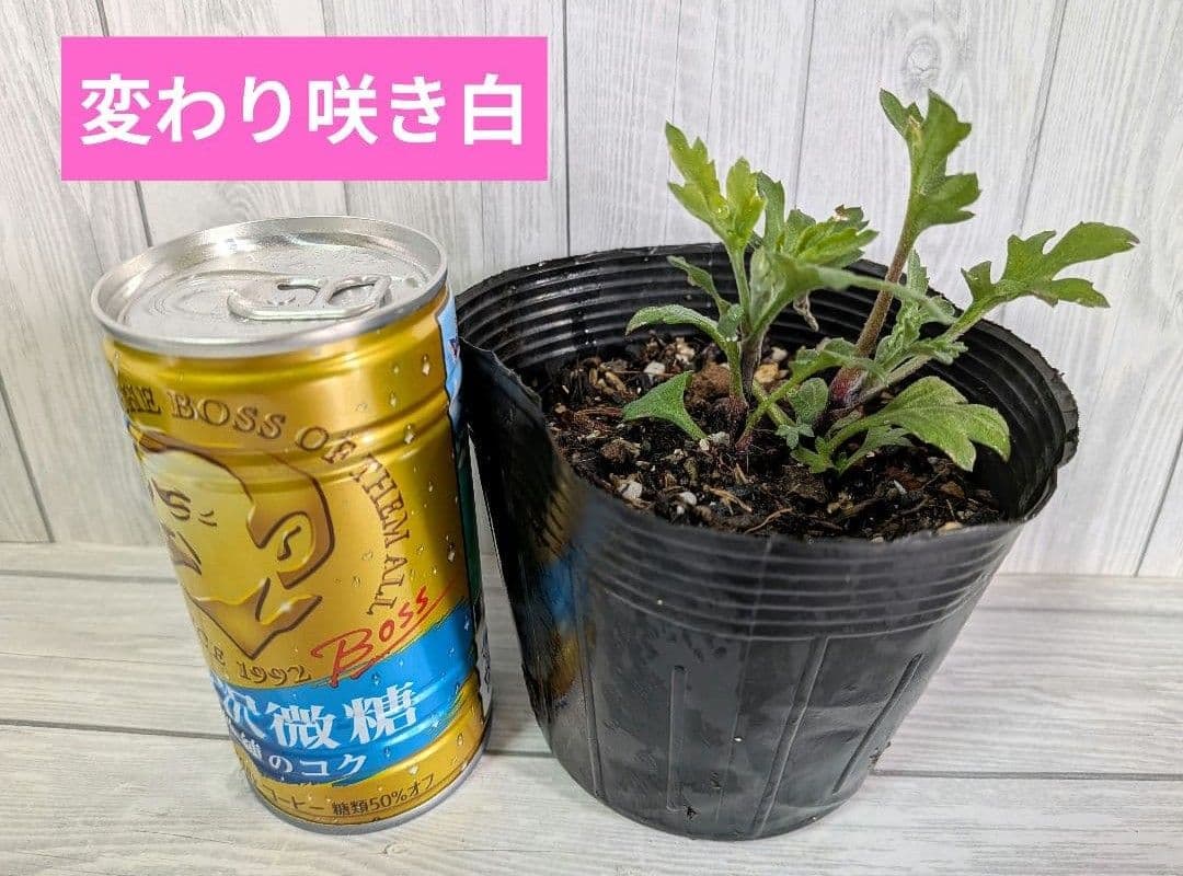 user_ff16de1d！ ☆合計8苗分☆