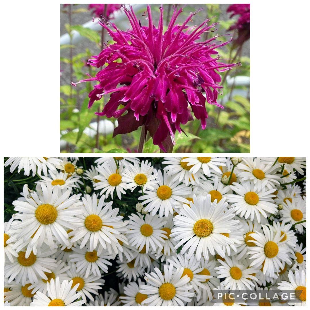 user_ff16de1d！ ☆合計8苗分☆