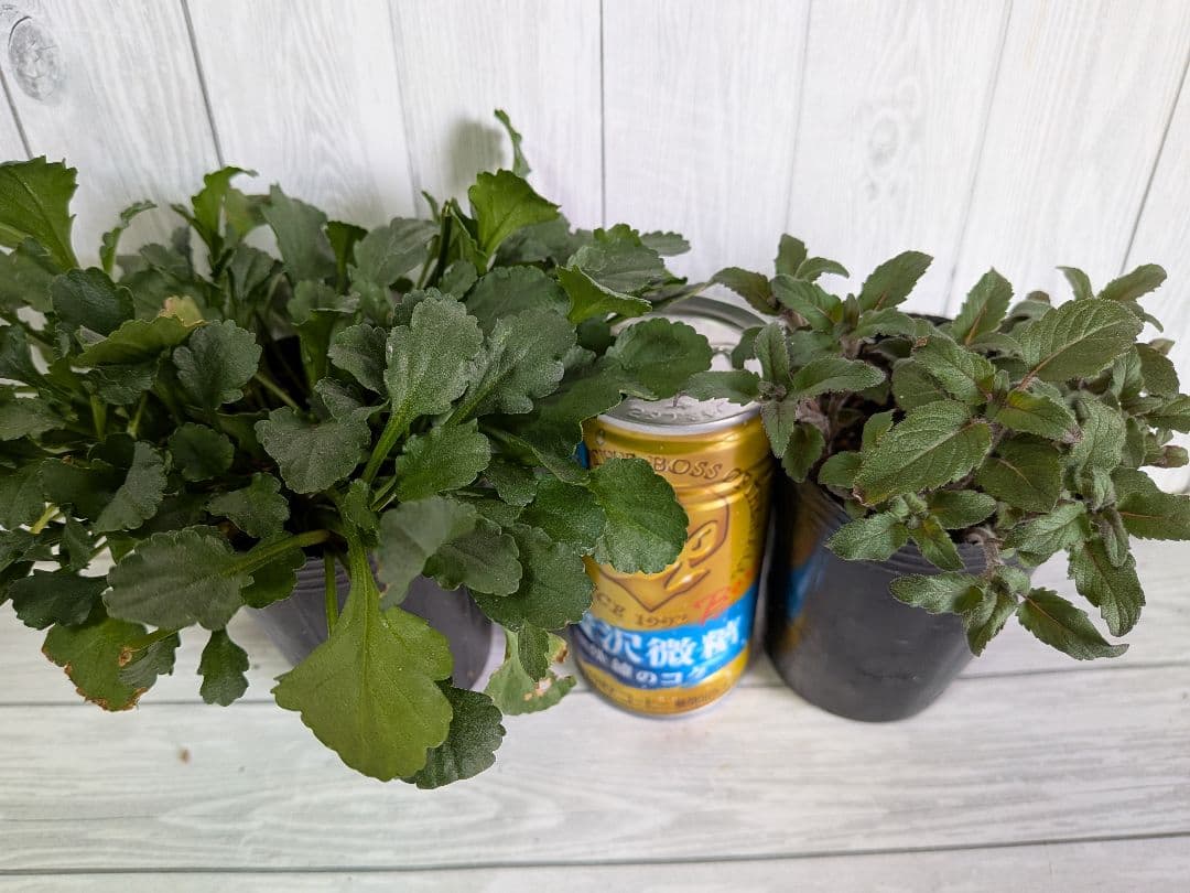 user_ff16de1d！ ☆合計8苗分☆