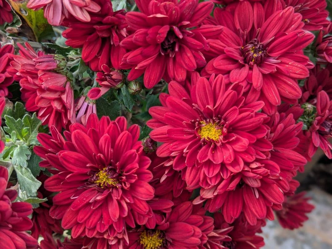 user_ff16de1d！ ☆合計8苗分☆