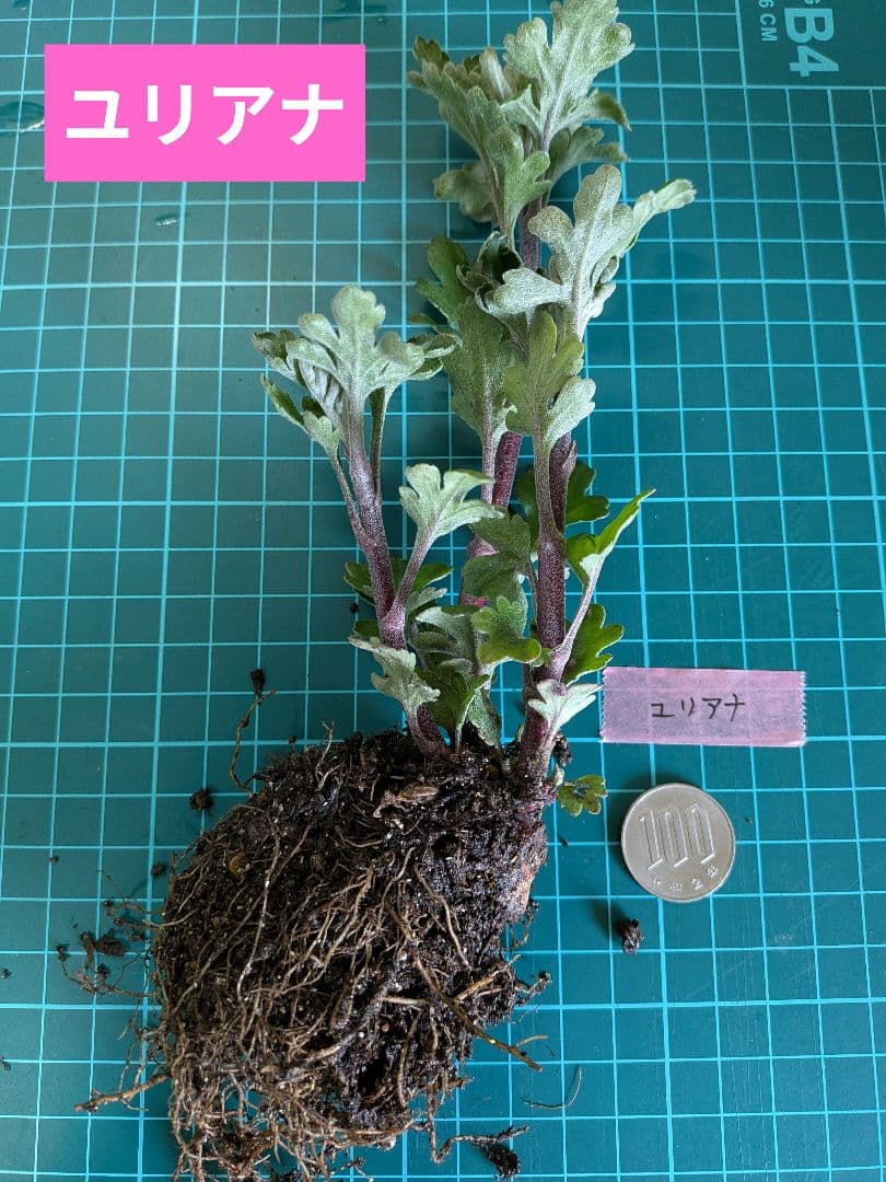 user_ff16de1d！ ☆合計8苗分☆