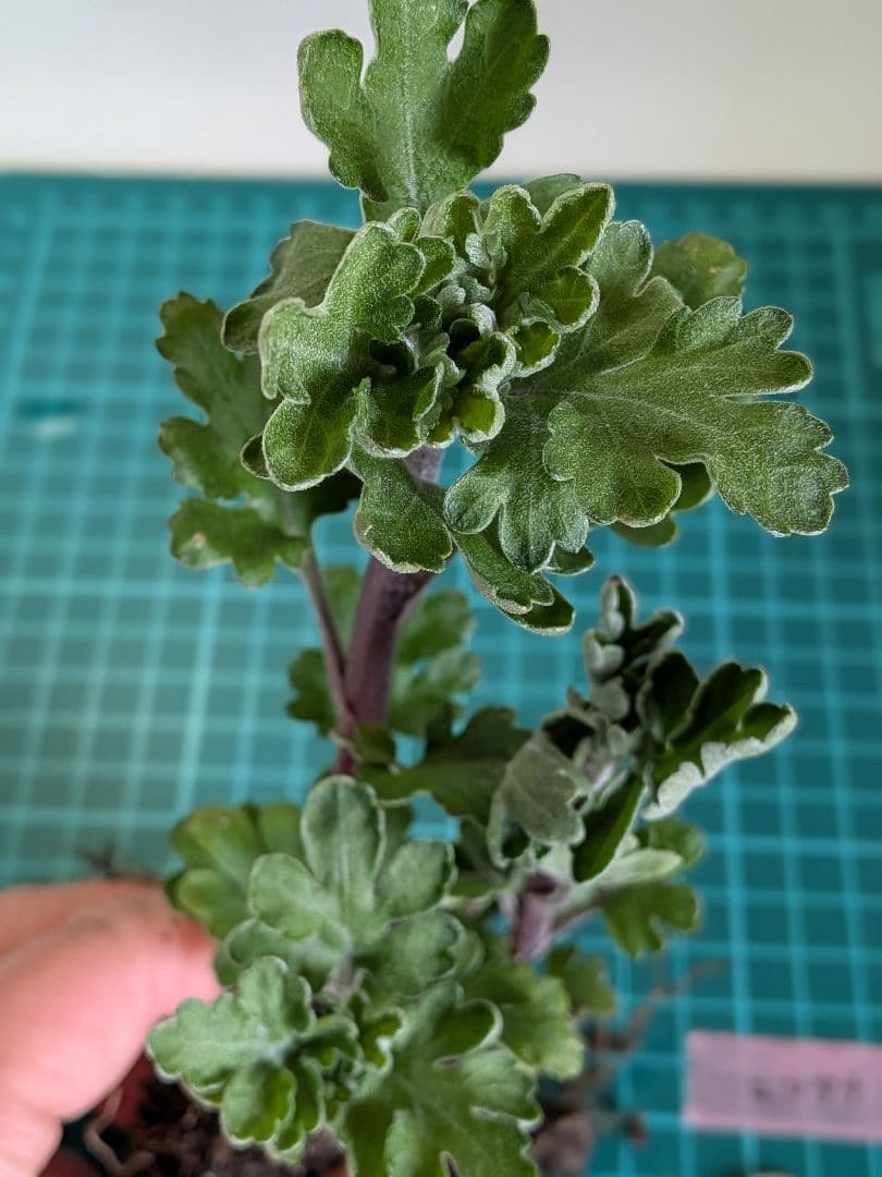 user_ff16de1d！ ☆合計8苗分☆