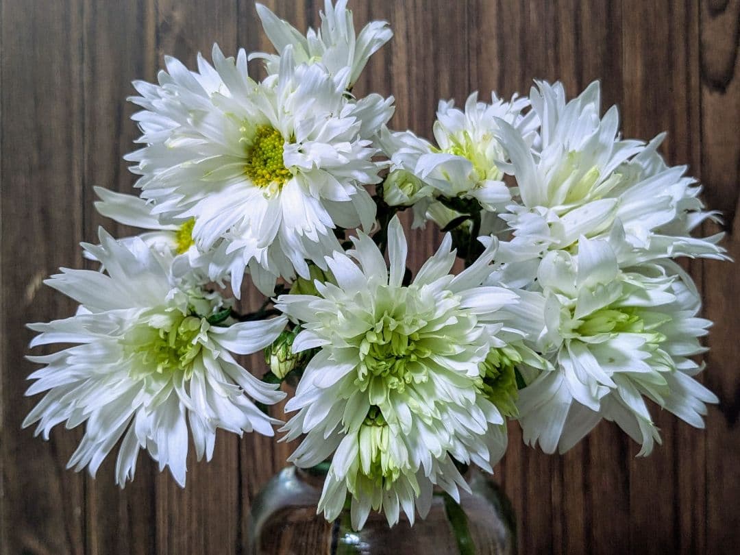 user_ff16de1d！ ☆合計8苗分☆