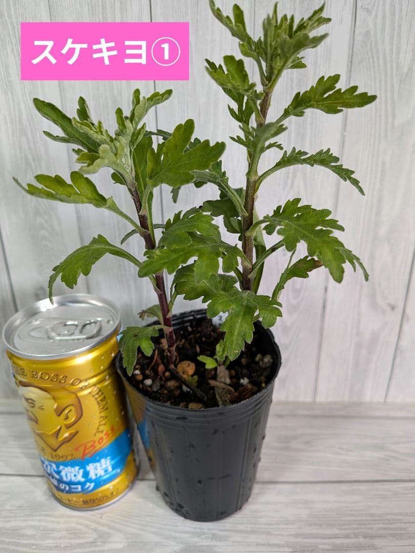 user_ff16de1d！ ☆合計8苗分☆