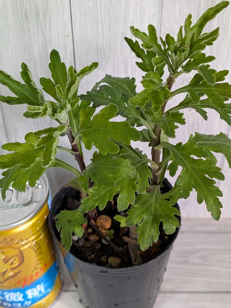 user_ff16de1d！ ☆合計8苗分☆