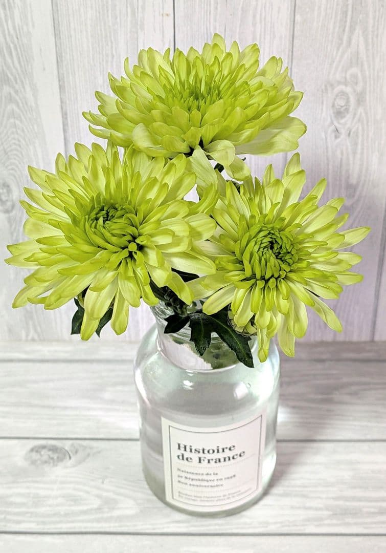 user_ff16de1d！ ☆合計8苗分☆