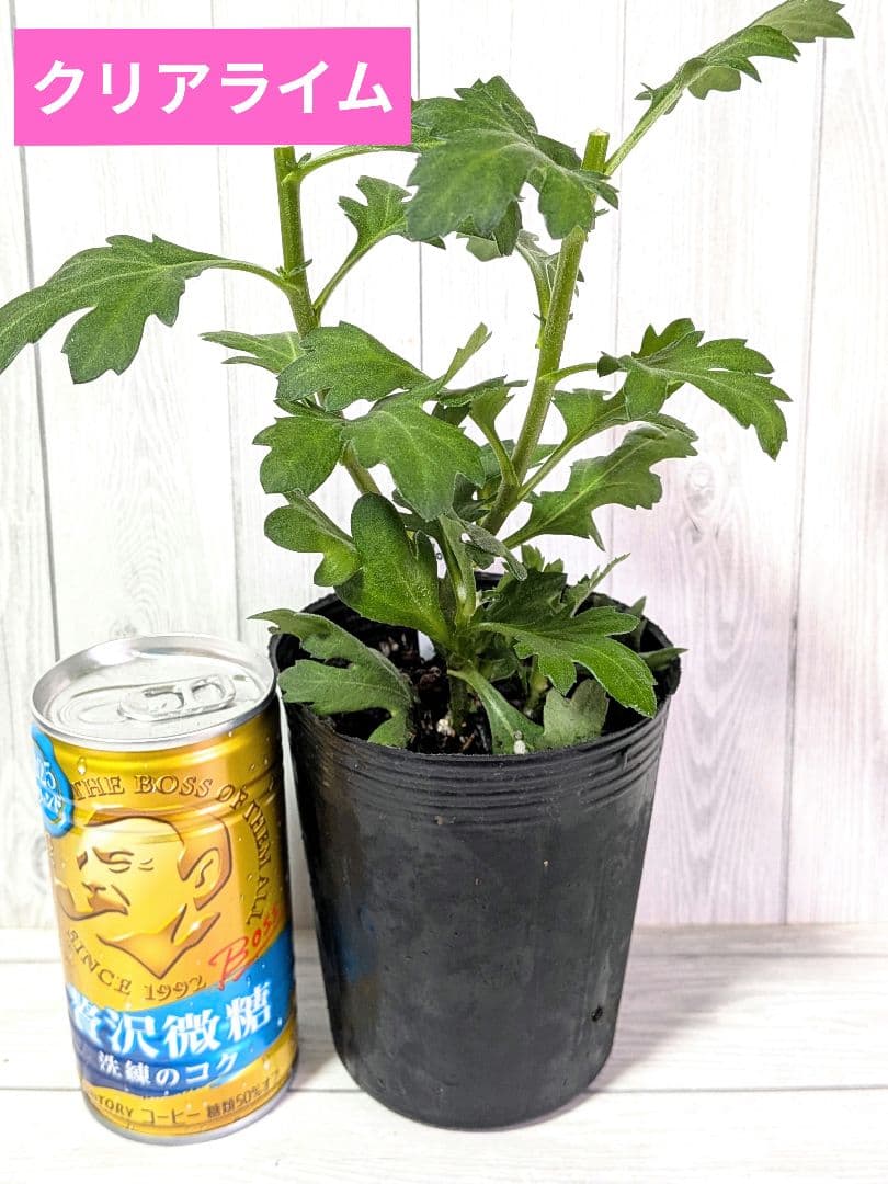 user_ff16de1d！ ☆合計8苗分☆