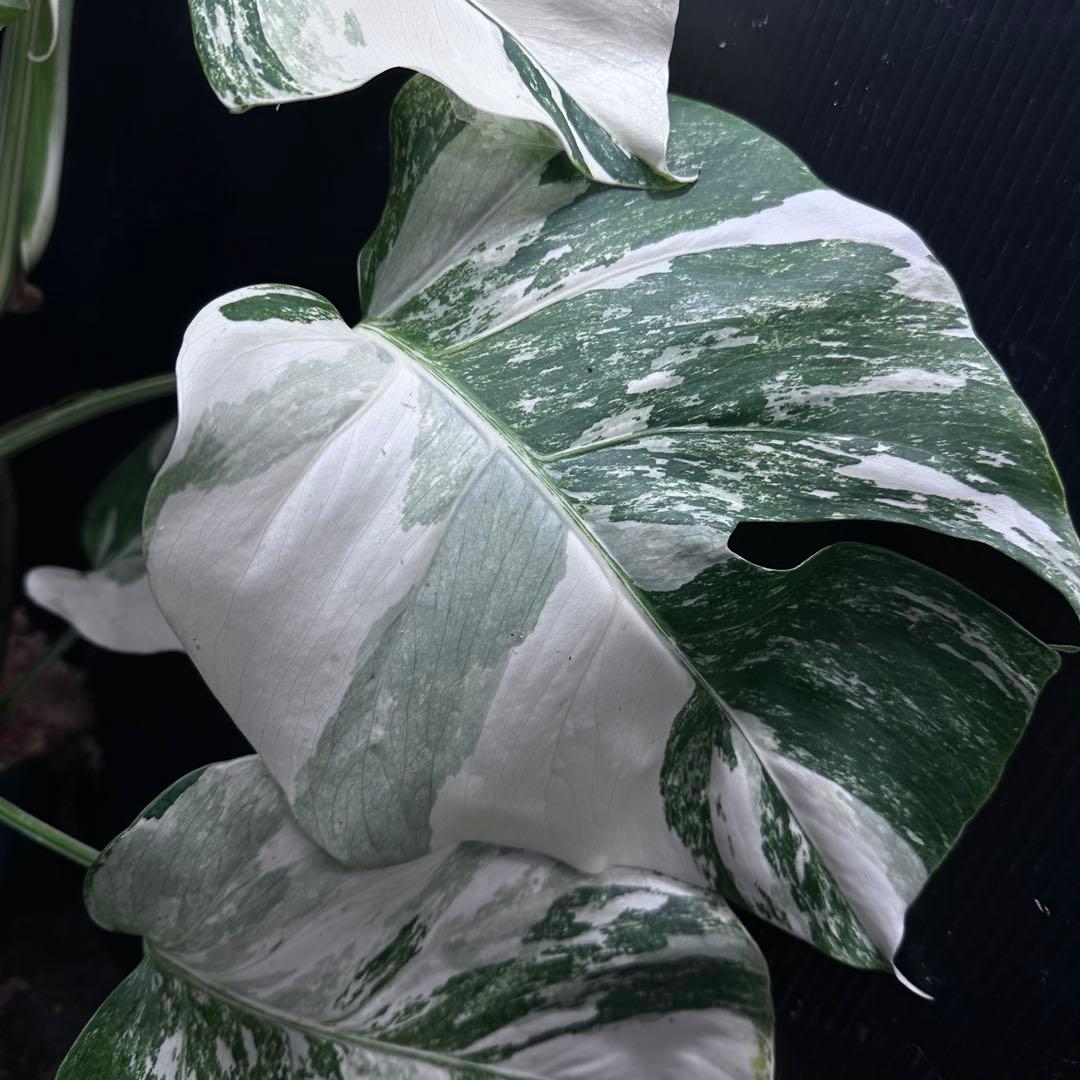 G*i様 斑入りモンステラ ホワイトタイガー極美大株64cm白斑多