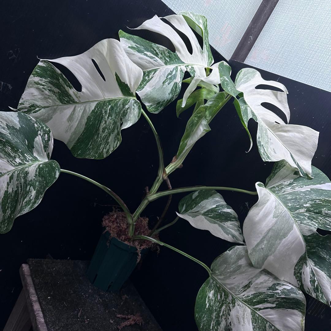 G*i様 斑入りモンステラ ホワイトタイガー極美大株64cm白斑多