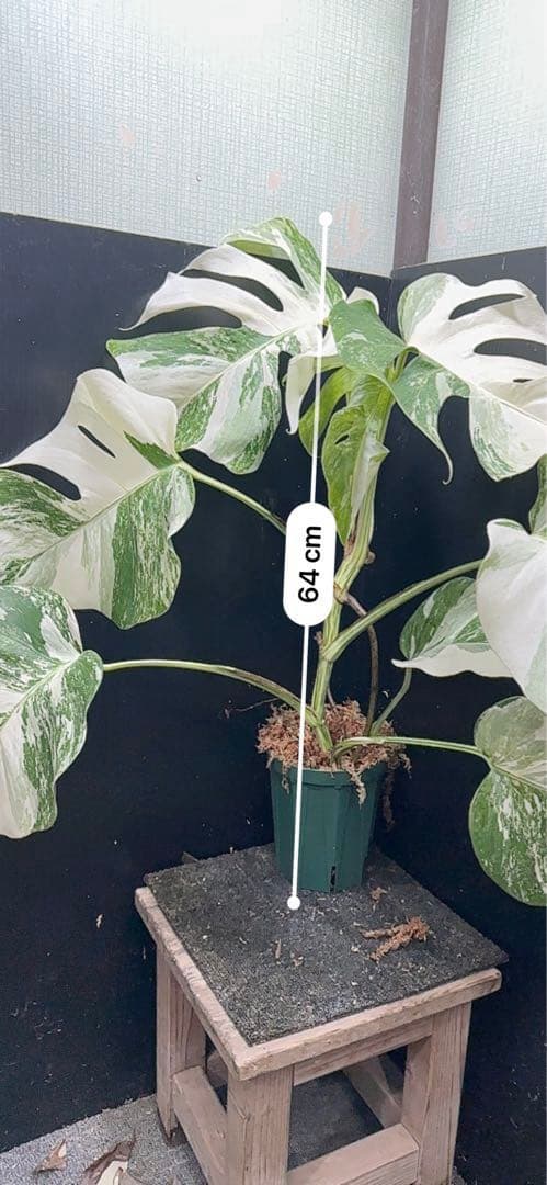 G*i様 斑入りモンステラ ホワイトタイガー極美大株64cm白斑多