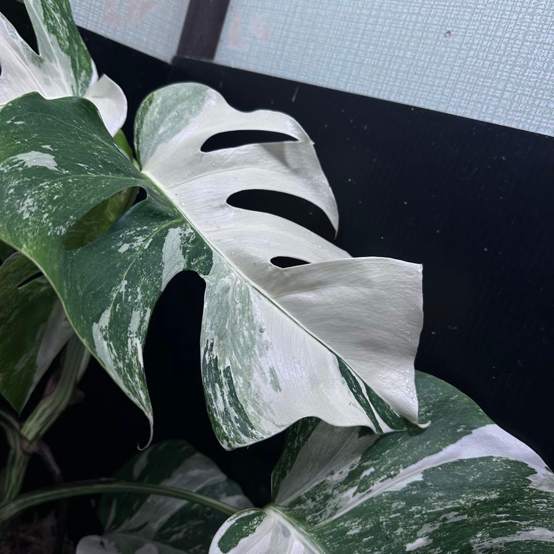 G*i様 斑入りモンステラ ホワイトタイガー極美大株64cm白斑多