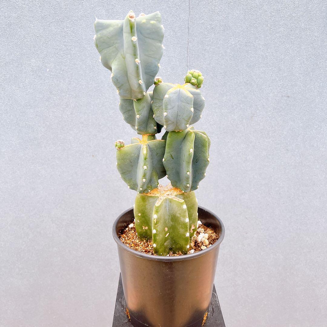 現品　サボテン　柱サボテン　ブランチ　鬼面角　81　観葉植物　インテリアグリーン