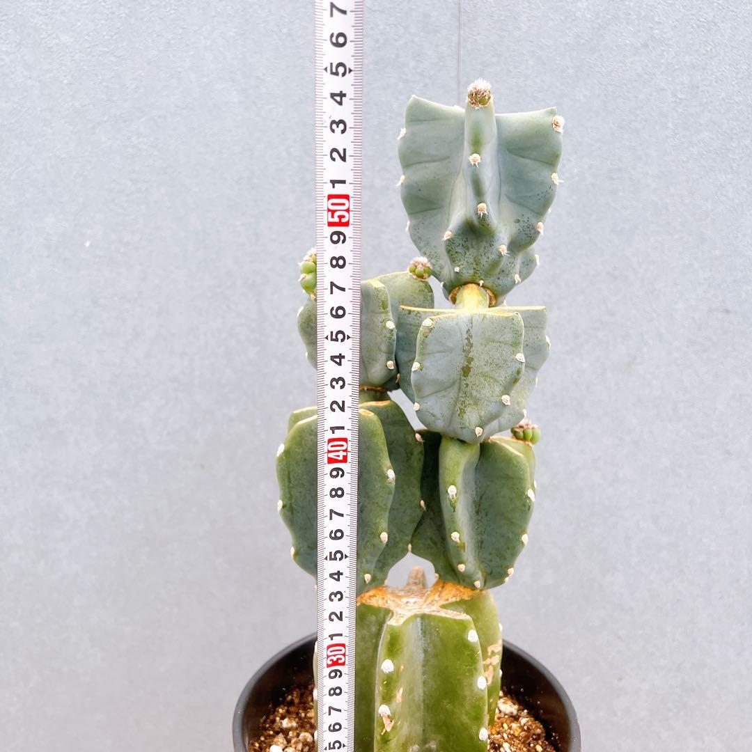 現品　サボテン　柱サボテン　ブランチ　鬼面角　81　観葉植物　インテリアグリーン