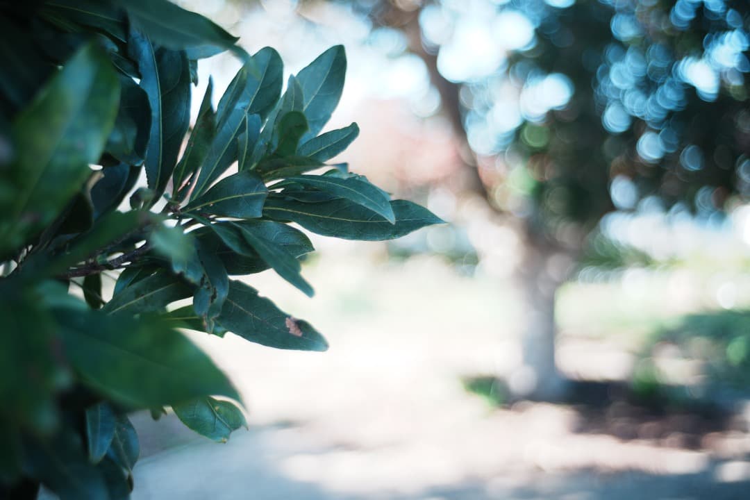 【極美品】ミノルタ MC W.ROKKOR-HG 35mm F2.8 926