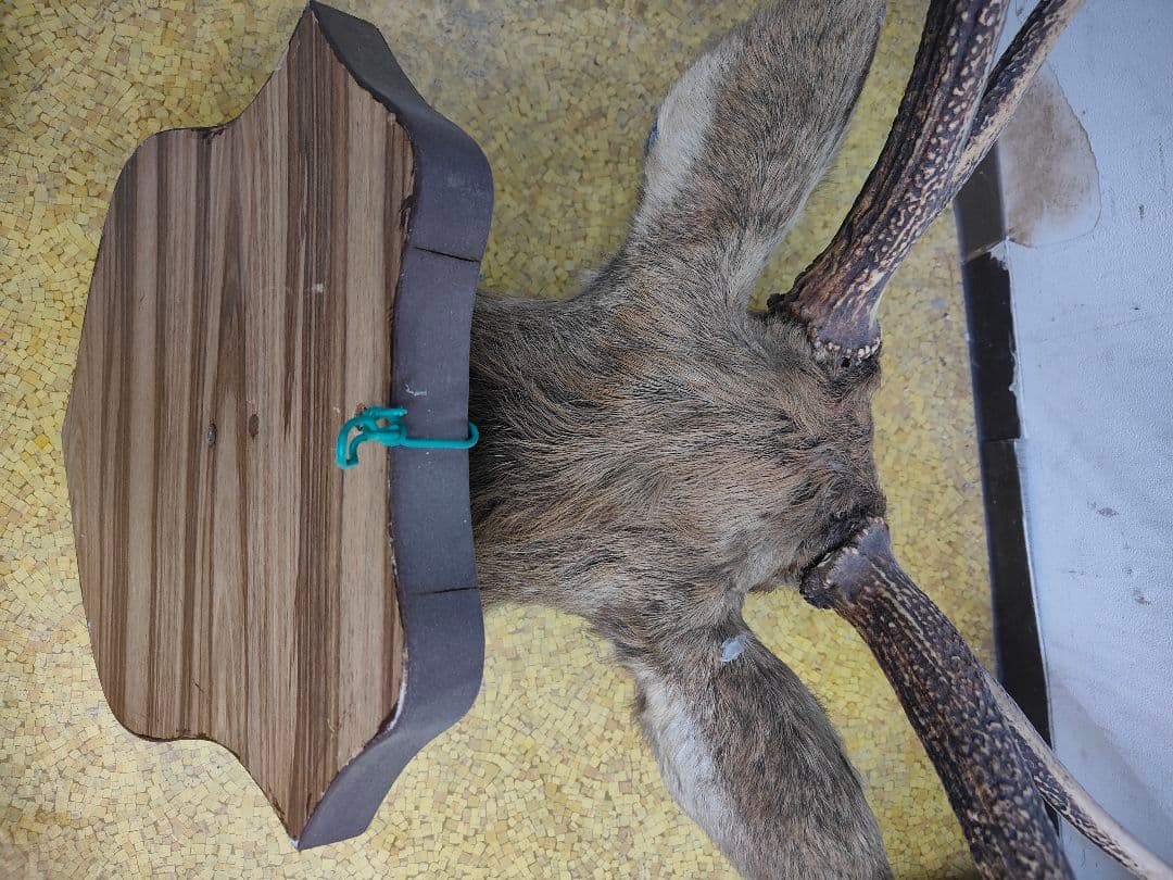 【引取限定】エゾシカ　北海道の蝦夷鹿ハンティングトロフィー