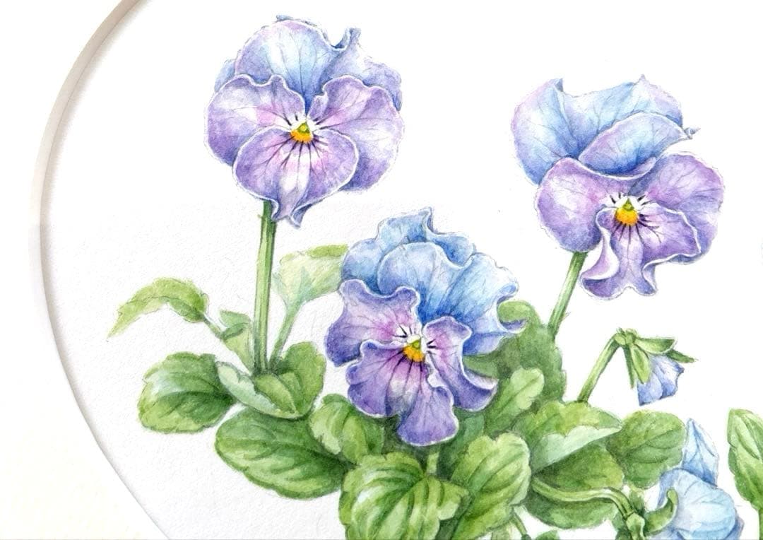 水彩画　原画　フリル咲きパンジー　シェルブリエ