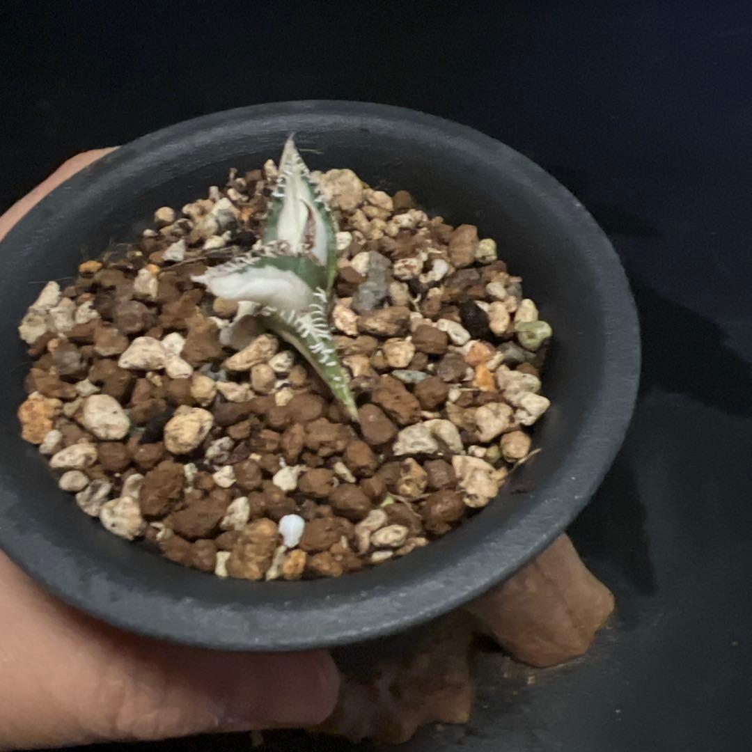 SALE‼️アガベ チタノタ SAD ふいり ‼️8398-1100