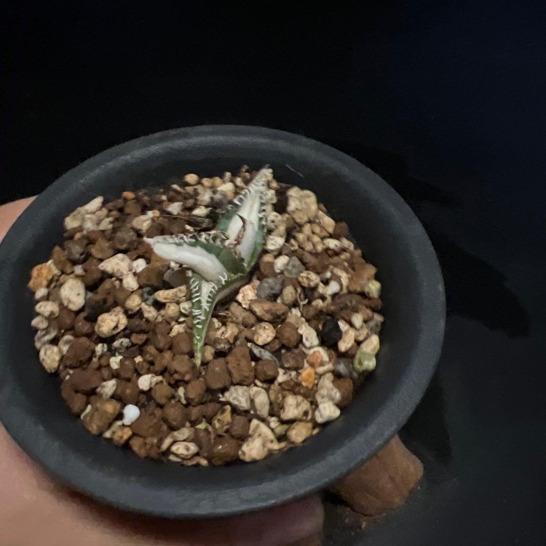 SALE‼️アガベ チタノタ SAD ふいり ‼️8398-1100