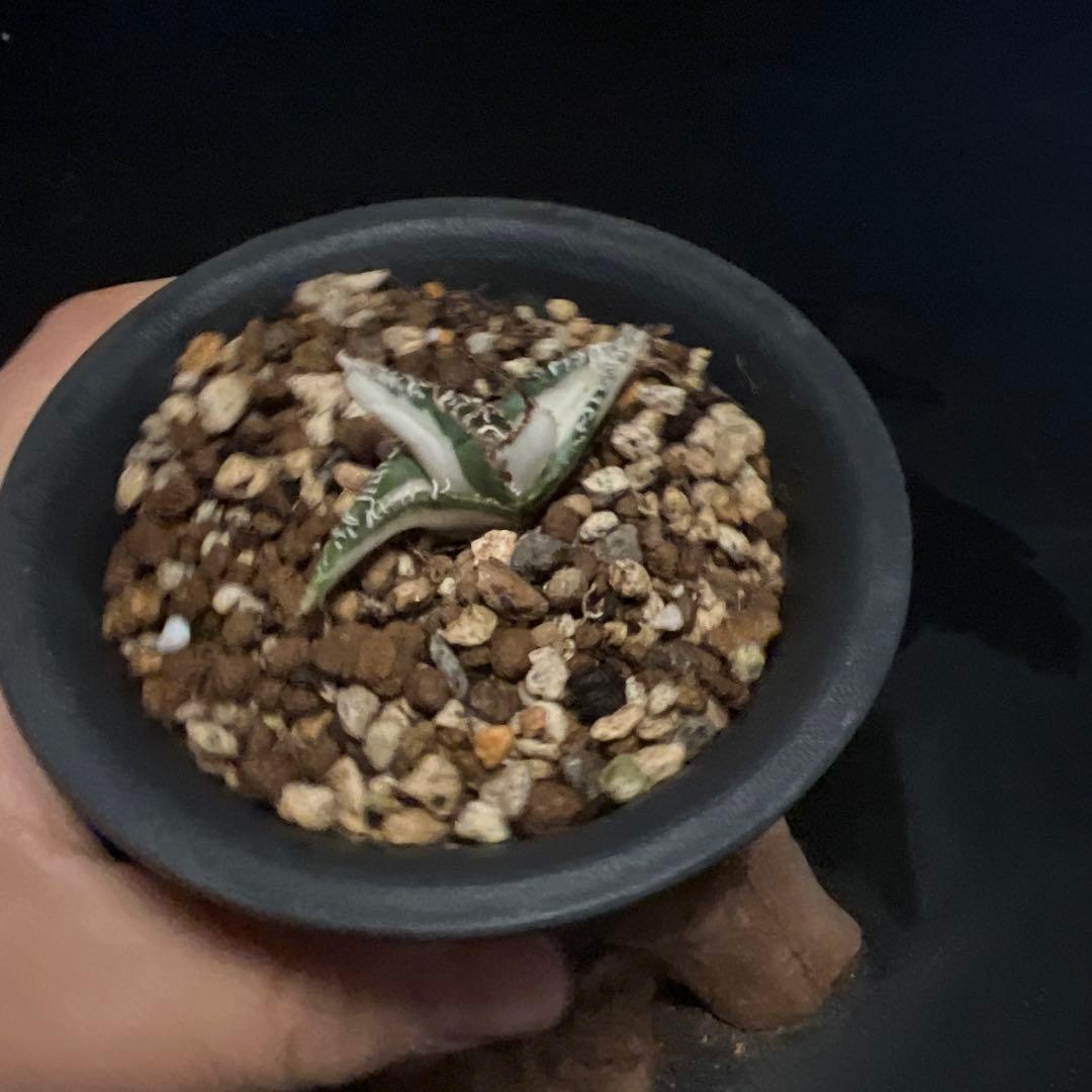 SALE‼️アガベ チタノタ SAD ふいり ‼️8398-1100