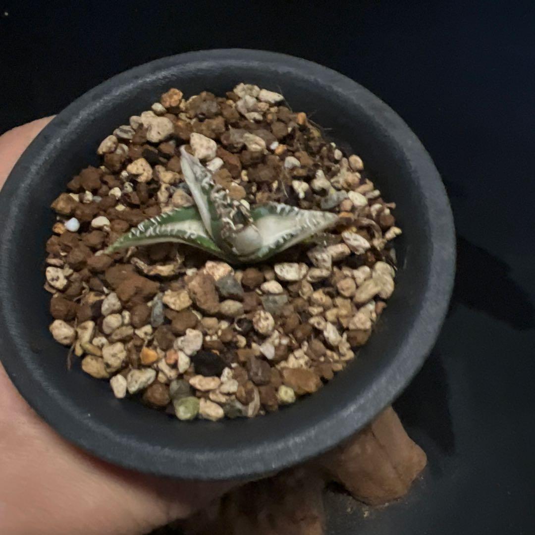 SALE‼️アガベ チタノタ SAD ふいり ‼️8398-1100