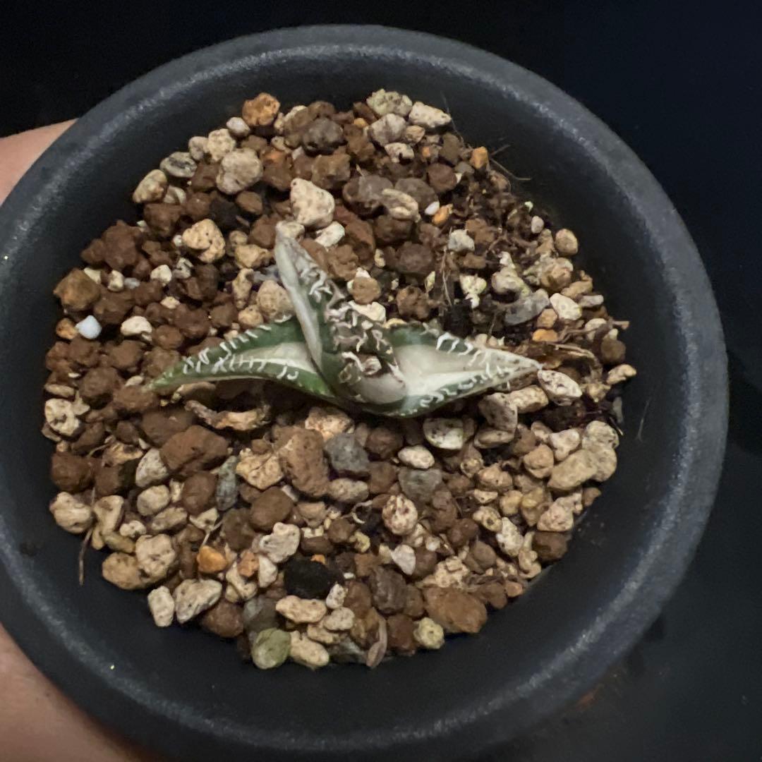 SALE‼️アガベ チタノタ SAD ふいり ‼️8398-1100