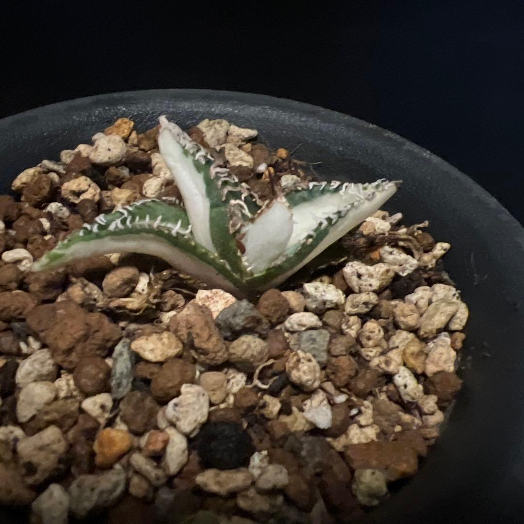 SALE‼️アガベ チタノタ SAD ふいり ‼️8398-1100