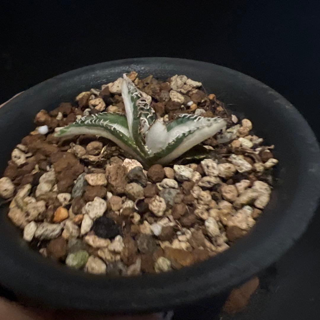 SALE‼️アガベ チタノタ SAD ふいり ‼️8398-1100