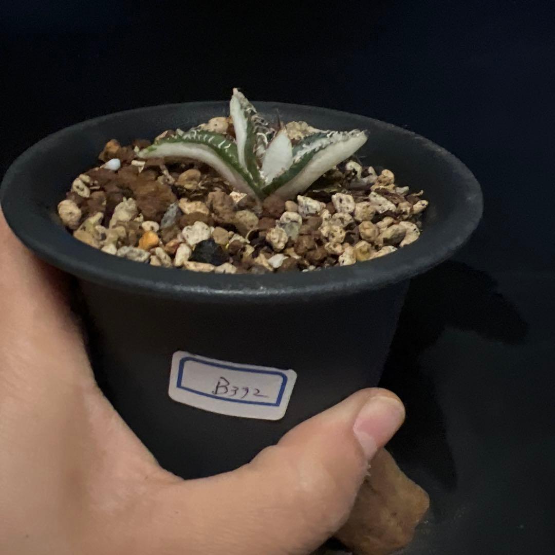 SALE‼️アガベ チタノタ SAD ふいり ‼️8398-1100