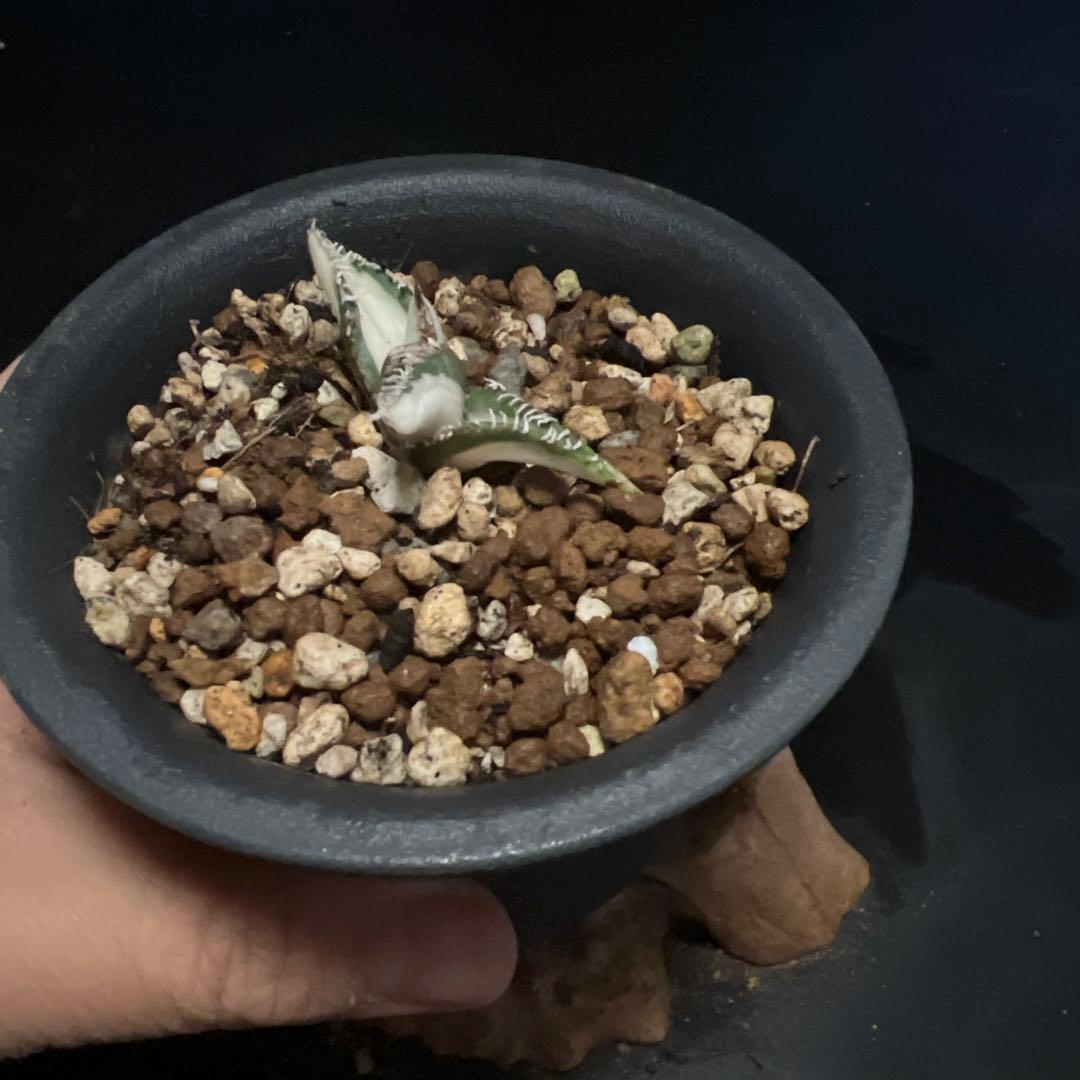 SALE‼️アガベ チタノタ SAD ふいり ‼️8398-1100