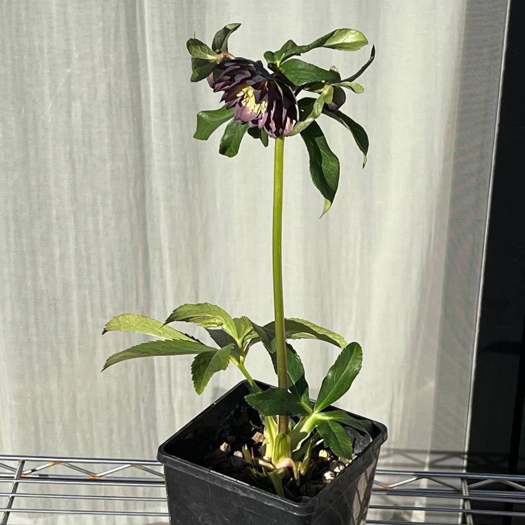 ラ*ク様 ☘️ラスト2☘️蕾付き☘️3322⭐️シブシブ⭐️大人のバイカラー⭐️