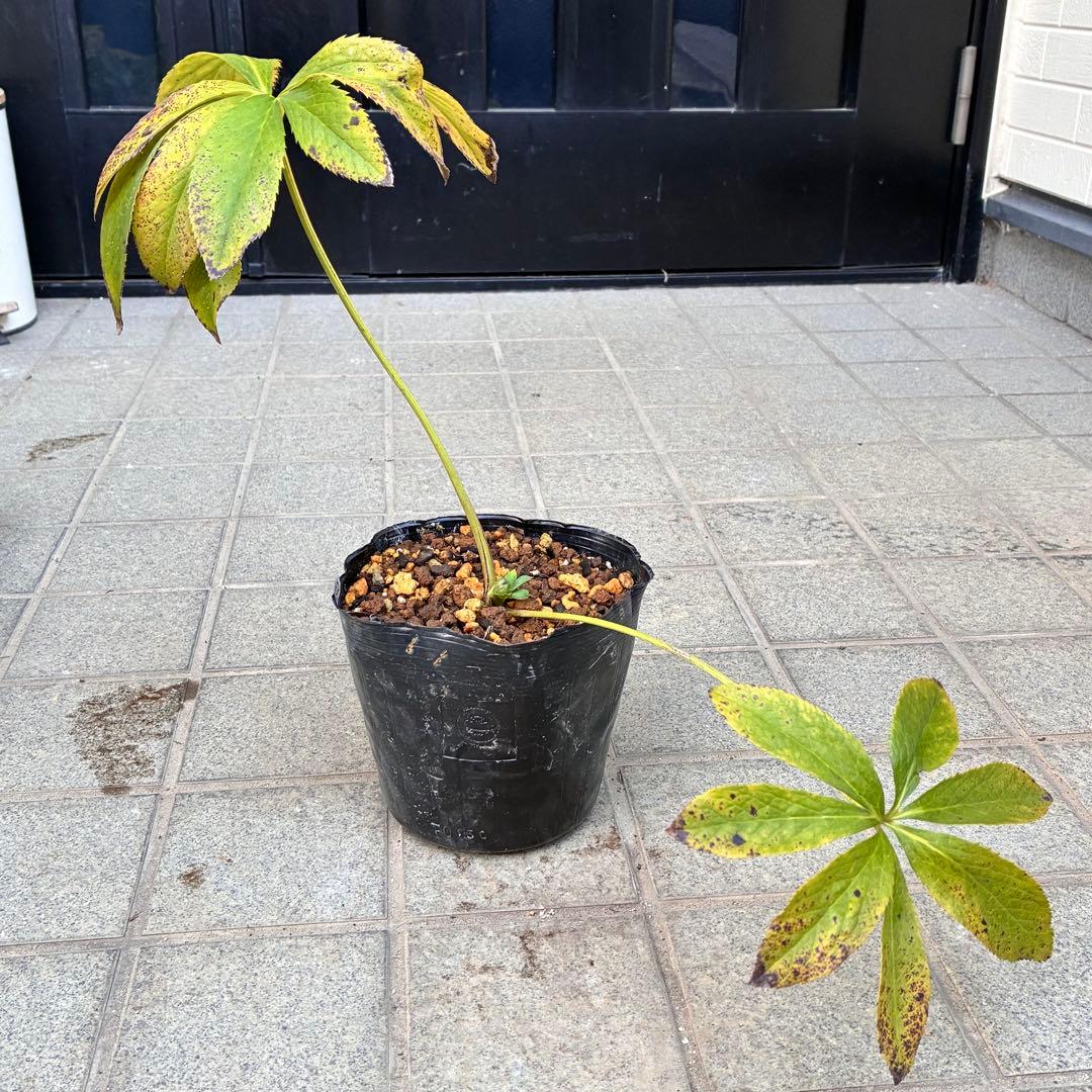 ラ*ク様 ☘️ラスト2☘️蕾付き☘️3322⭐️シブシブ⭐️大人のバイカラー⭐️