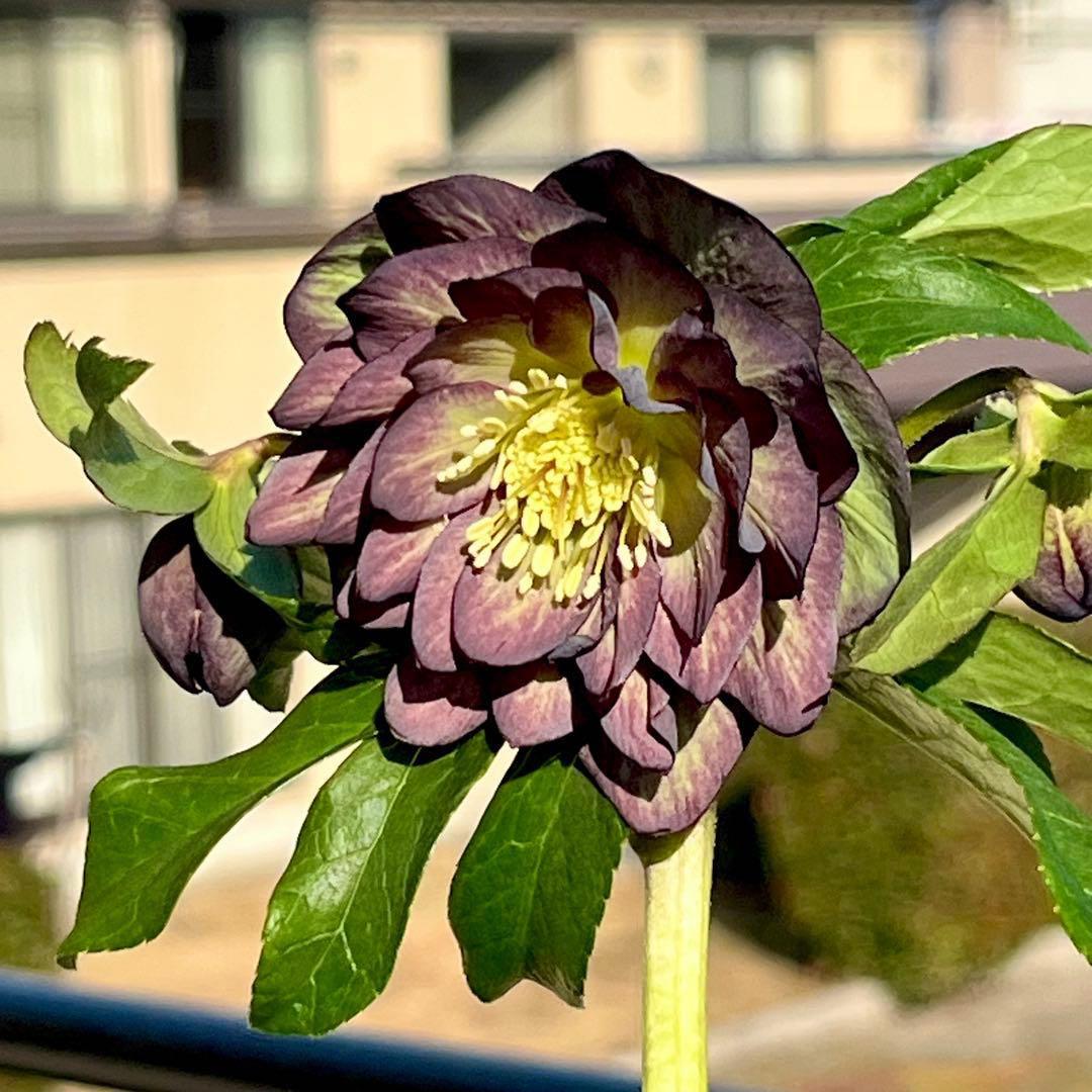 ラ*ク様 ☘️ラスト2☘️蕾付き☘️3322⭐️シブシブ⭐️大人のバイカラー⭐️