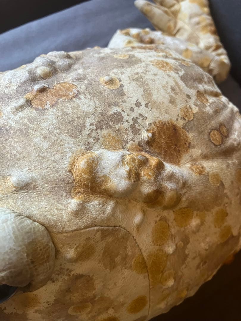 Forever Toys カエル型ぬいぐるみ