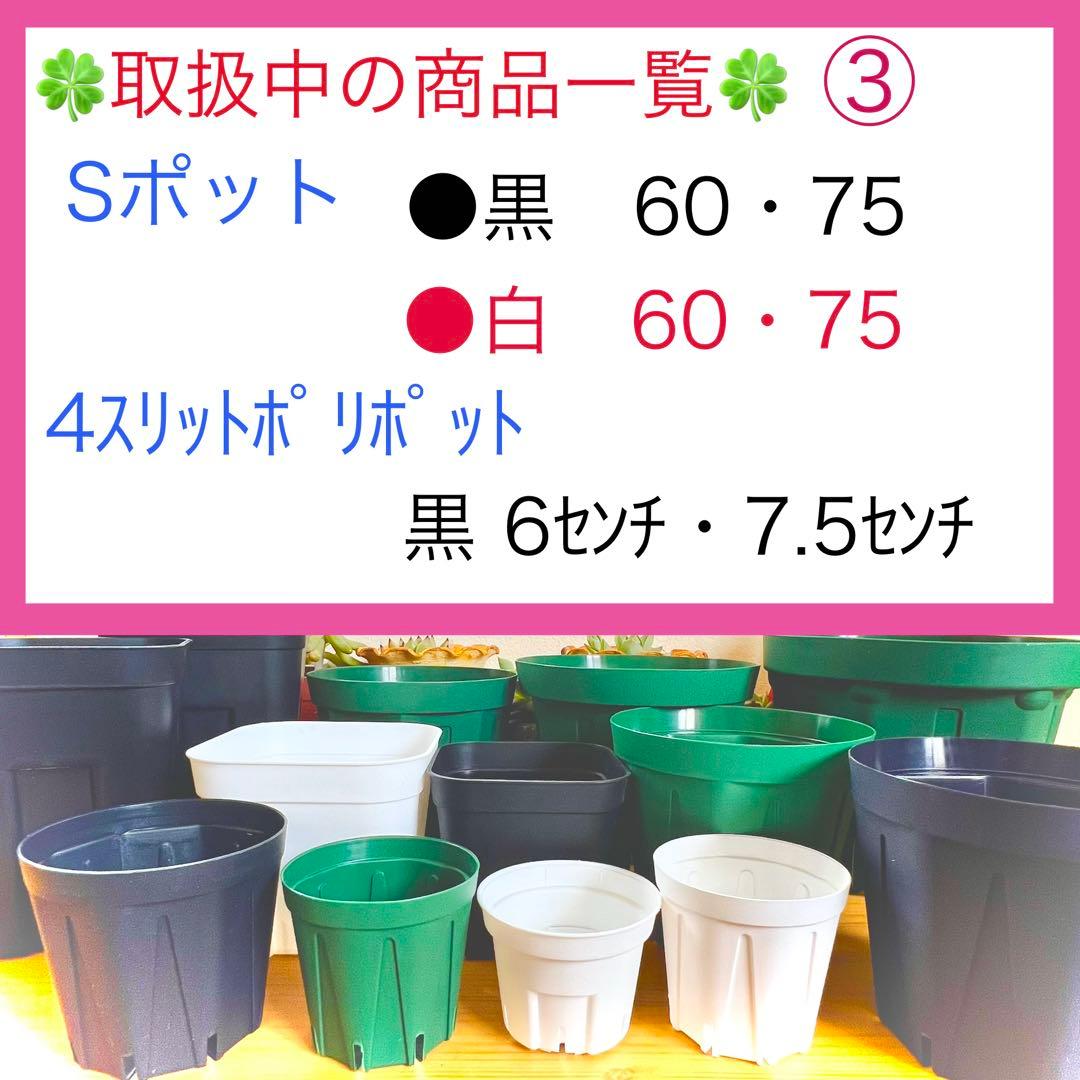 F⑥ プレステラお得セット★ 【90深鉢５０個】【105深鉢５０個】