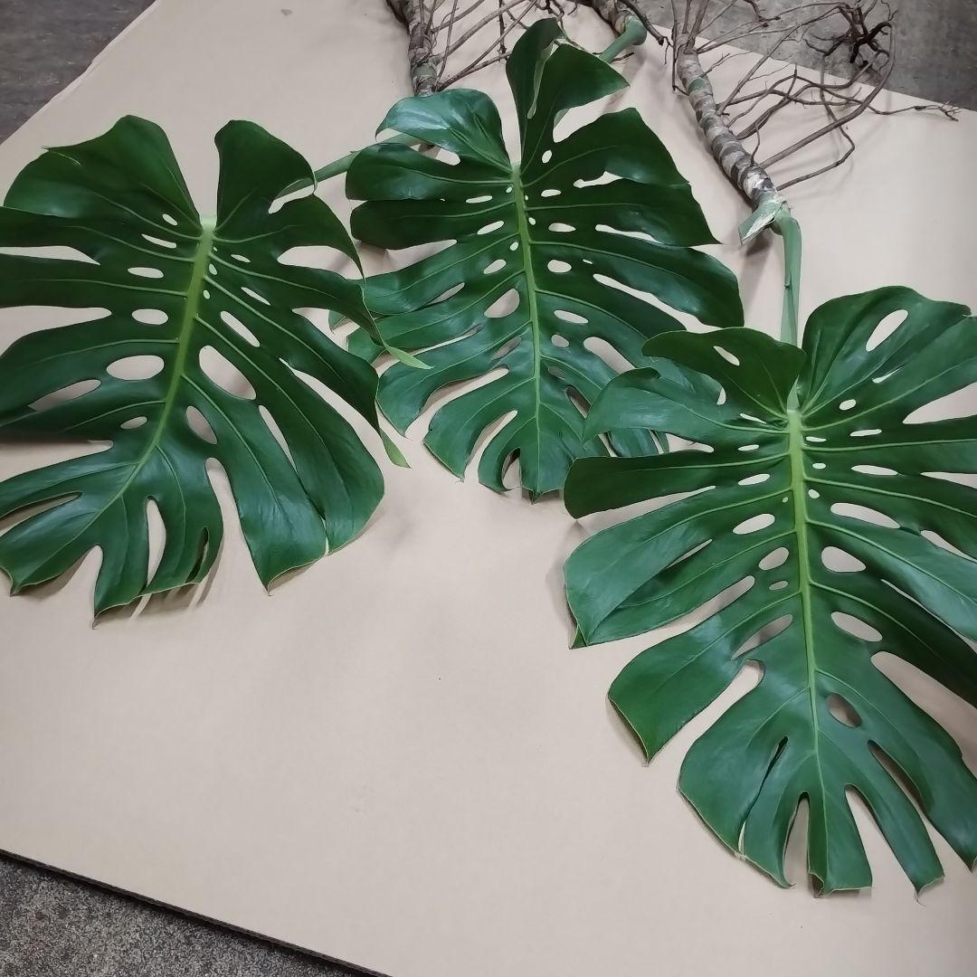 モンステラの葉 大きめ 3枚セット　観葉植物
