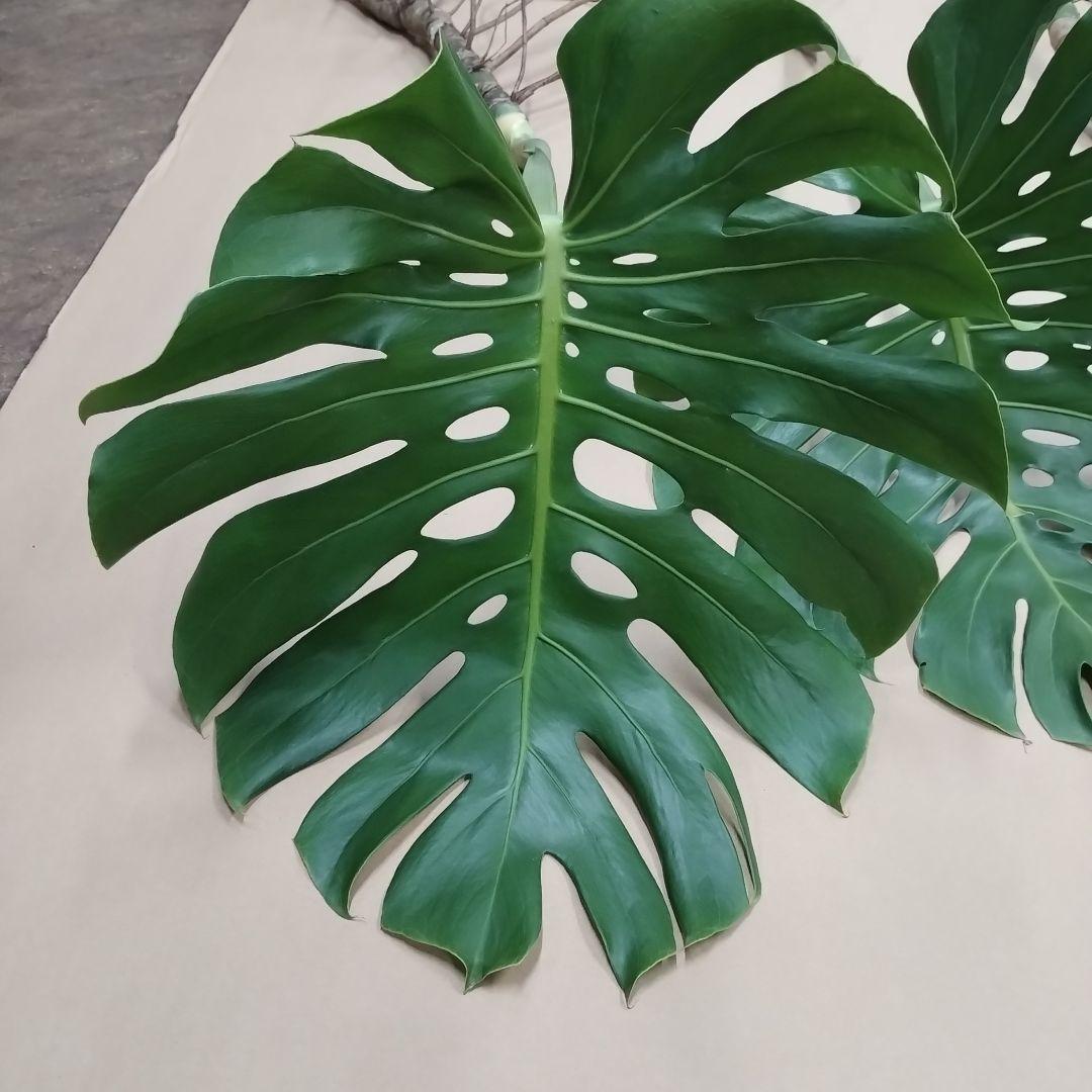 モンステラの葉 大きめ 3枚セット　観葉植物